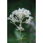 EUPATORIUM maculatum 'Album'