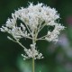 EUPATORIUM maculatum 'Album'