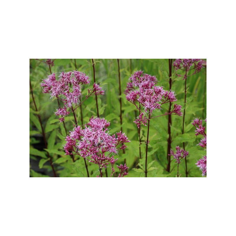 EUPATORIUM maculatum 'Purple Blush'