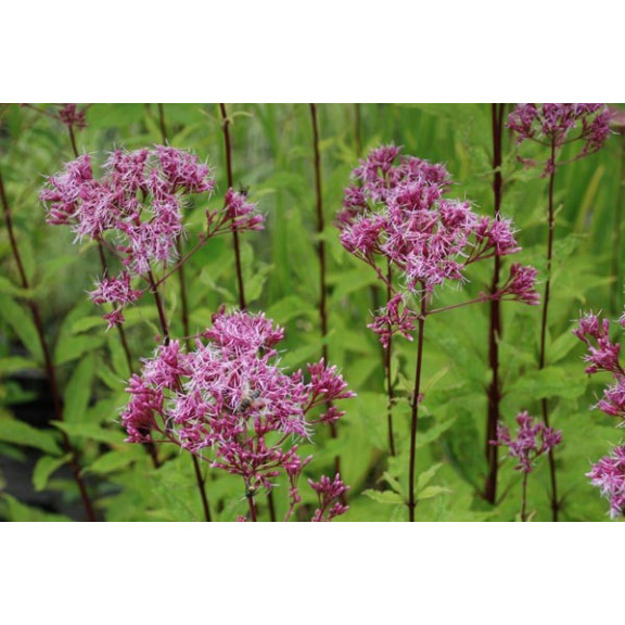 EUPATORIUM maculatum 'Purple Blush'