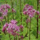 EUPATORIUM maculatum 'Purple Blush'