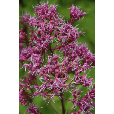 EUPATORIUM maculatum \'Purple Blush\'