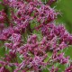 Eupatorium maculatum 'Purple Blush'