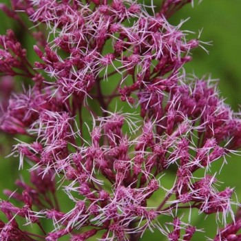 EUPATORIUM maculatum &#039;Purple Blush&#039;