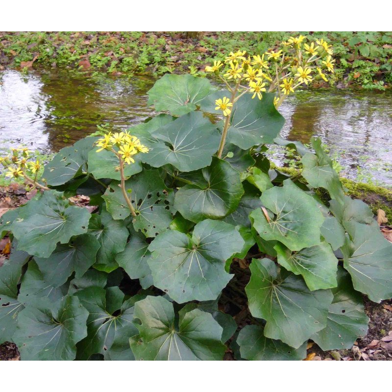 FARFUGIUM japonicum