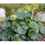 FARFUGIUM japonicum