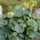 FARFUGIUM japonicum