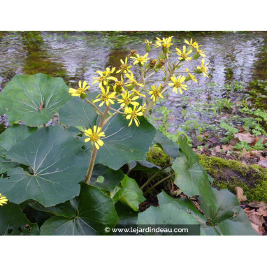 FARFUGIUM japonicum