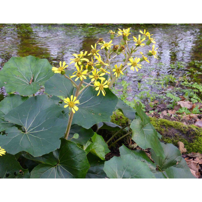FARFUGIUM japonicum