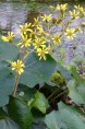 FARFUGIUM japonicum