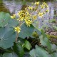 FARFUGIUM japonicum