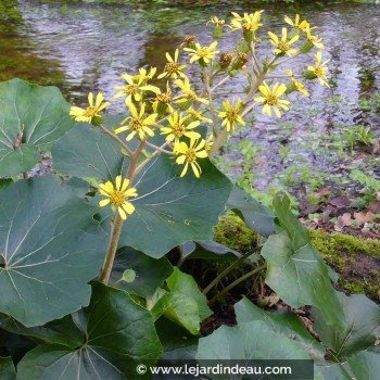 FARFUGIUM japonicum