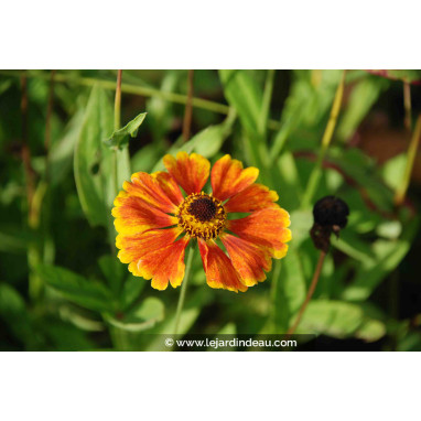 HELENIUM \'Sahin\'s Early Flowerer\'