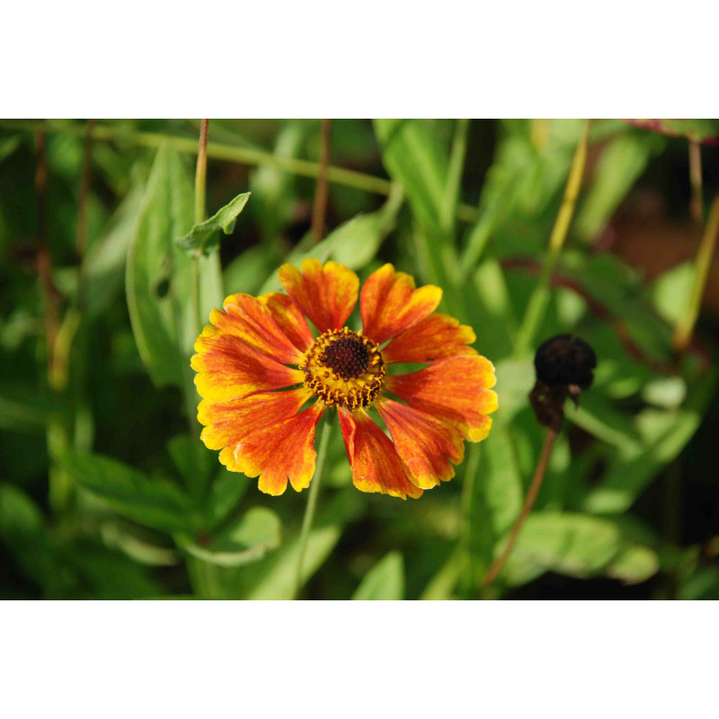 HELENIUM 'Sahin's Early Flowerer'