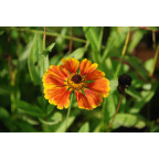 HELENIUM 'Sahin's Early Flowerer'