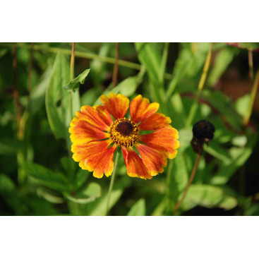 HELENIUM \'Sahin\'s Early Flowerer\'