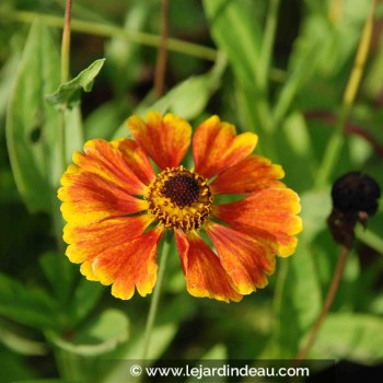 HELENIUM &#039;Sahin&#039;s Early Flowerer&#039;