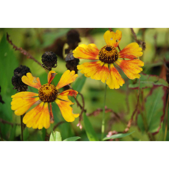 HELENIUM 'Sahin's Early Flowerer'
