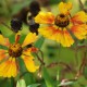HELENIUM 'Sahin's Early Flowerer'