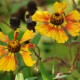 HELENIUM 'Sahin's Early Flowerer'