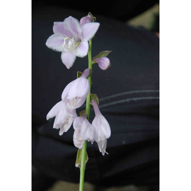 Hosta 'Wide Brim'