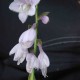 Hosta 'Wide Brim'