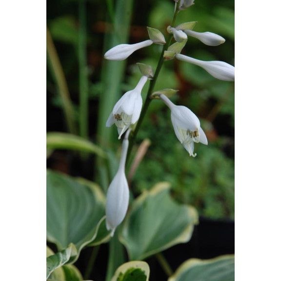 HOSTA 'Yellow River'