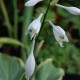 HOSTA 'Yellow River'