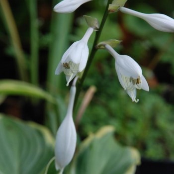 HOSTA &#039;Yellow River&#039;
