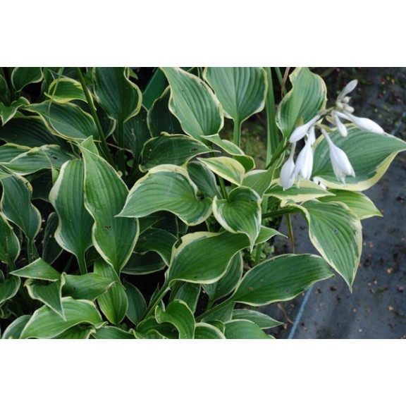 HOSTA 'Yellow River'
