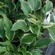 HOSTA 'Yellow River'