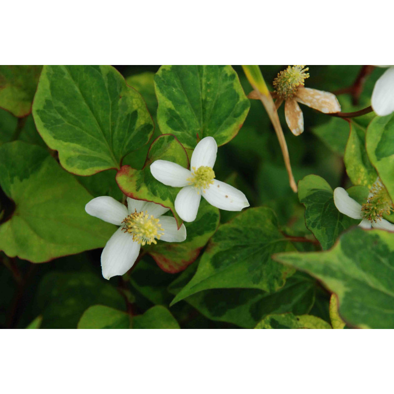 HOUTTUYNIA cordata 'Chameleon'