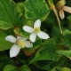 HOUTTUYNIA cordata 'Chameleon'