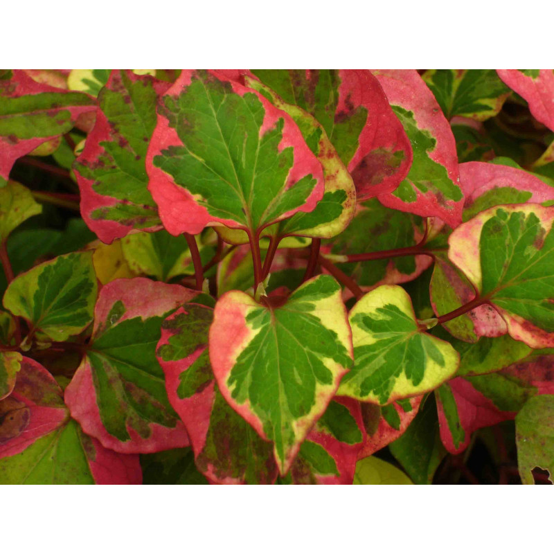 HOUTTUYNIA cordata 'Chameleon'