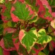 HOUTTUYNIA cordata 'Chameleon'