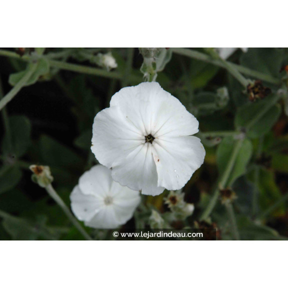 LYCHNIS coronaria 'Alba'