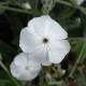 LYCHNIS coronaria 'Alba'