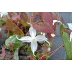EPIMEDIUM 'Arctic Wings' EPIMEDIUM 'Arctic Wings'