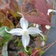 EPIMEDIUM 'Arctic Wings'