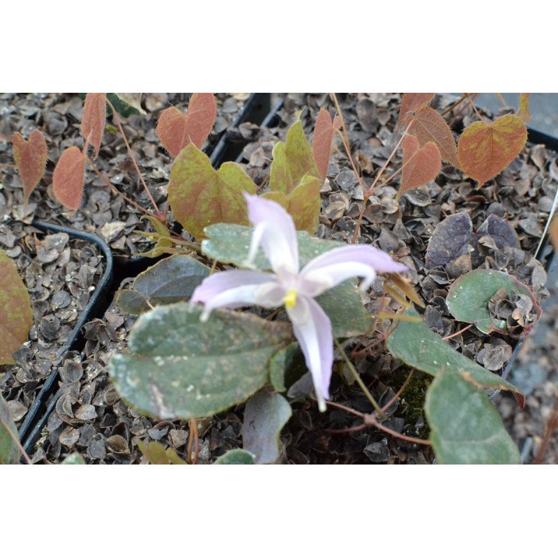 Epimedium leptorrhizum