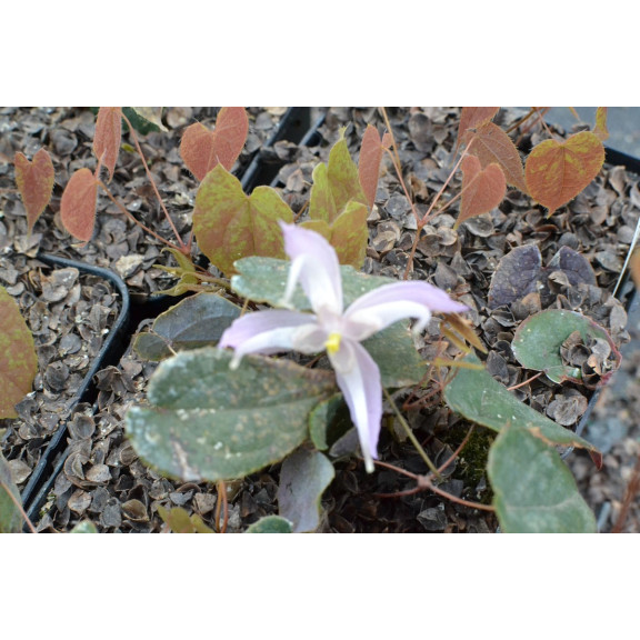 Epimedium leptorrhizum
