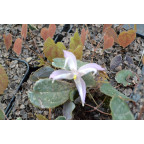 Epimedium leptorrhizum