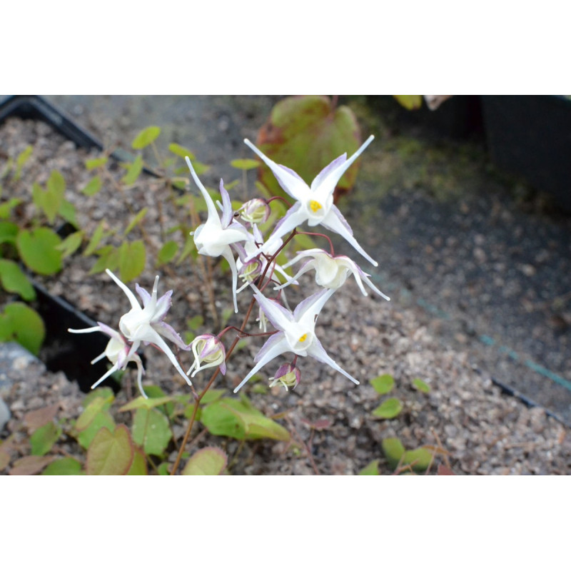 EPIMEDIUM grandiflorum 'Album'
