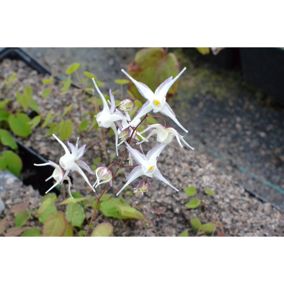 EPIMEDIUM grandiflorum 'Album'