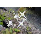 EPIMEDIUM grandiflorum 'Album'