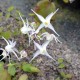 EPIMEDIUM grandiflorum 'Album'