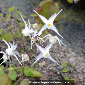 EPIMEDIUM grandiflorum &#039;Album&#039;