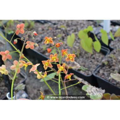 EPIMEDIUM pubigerum \'Orange K&ouml;nigin\'