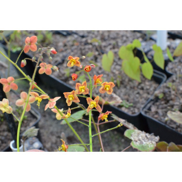 EPIMEDIUM pubigerum \'Orange K&ouml;nigin\'