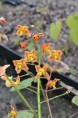 EPIMEDIUM pubigerum 'Orange Königin'